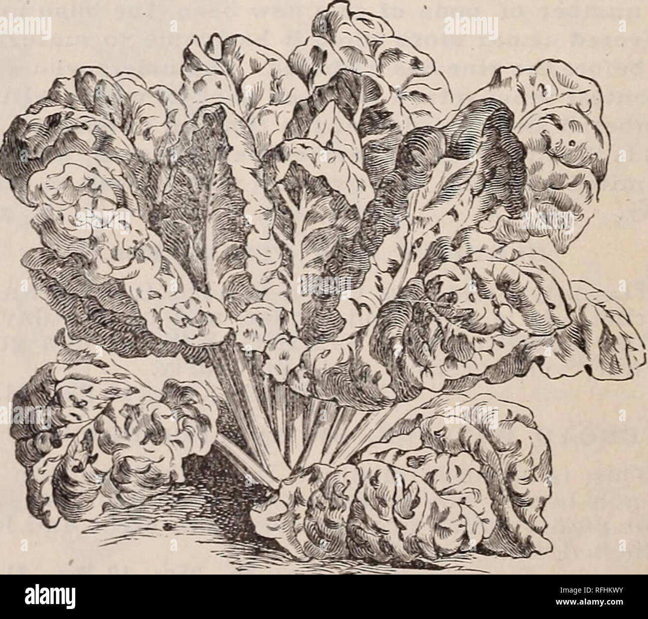 https www alamy com 1900 buell lamberson seed store nursery stock oregon portland catalogs vegetables seeds catalogs flowers seeds catalogs gardening equipment and supplies catalogs order early as a rule ve can fill all orders for seed packets the day received but it is a great accommodation to ns to have orders in hand be fore the rnsh comes new half long blood swiss chard or sea kale cultivated for its leaves only being used as spinach cooked like asparagus pkt 5c oz 10c lb 20c lb 65c please note that these images are extracted from scanned page images that may have been digita image233343431 html