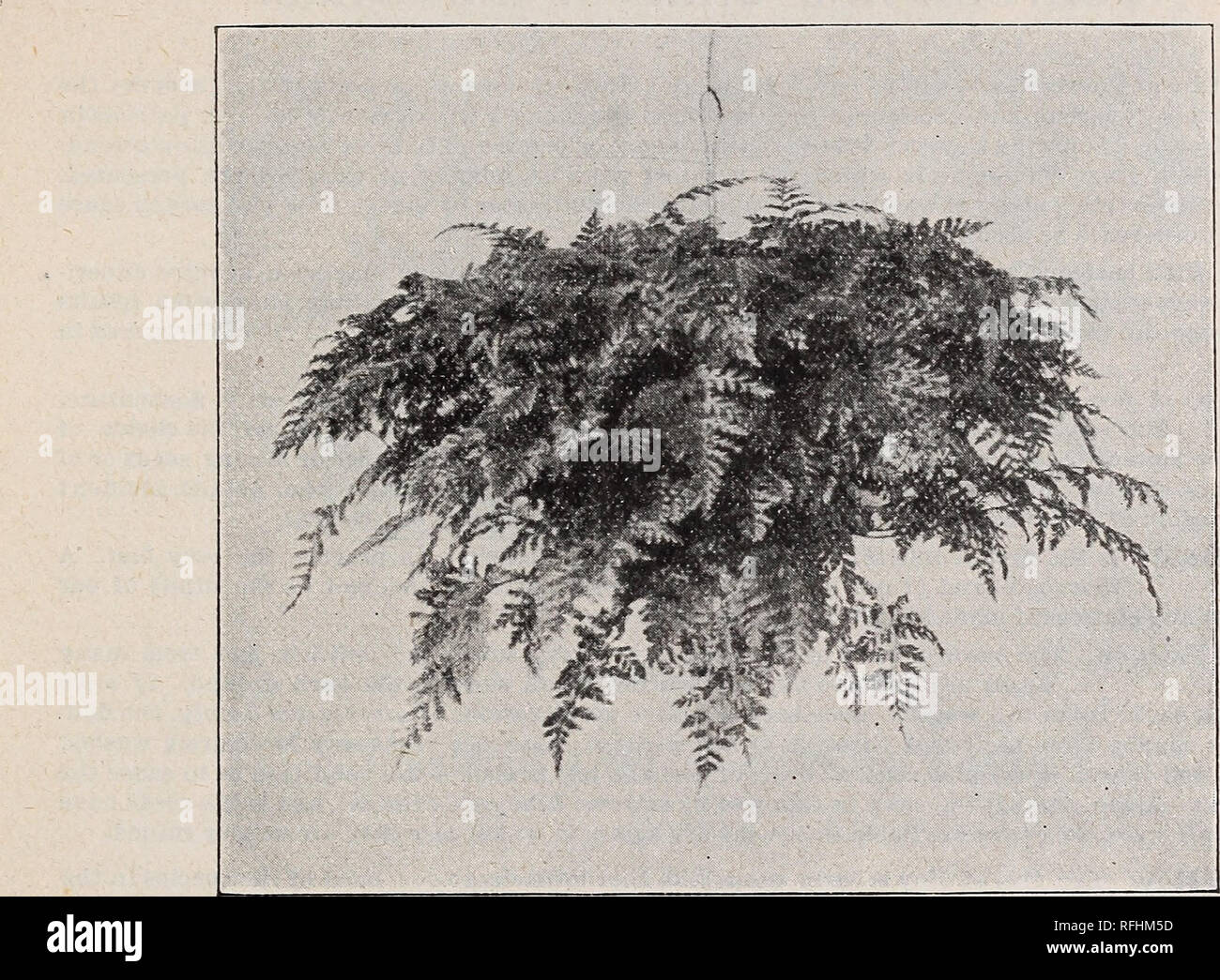 . Seeds and bulbs for 1900. Nursery stock Ohio Cleveland Catalogs ...