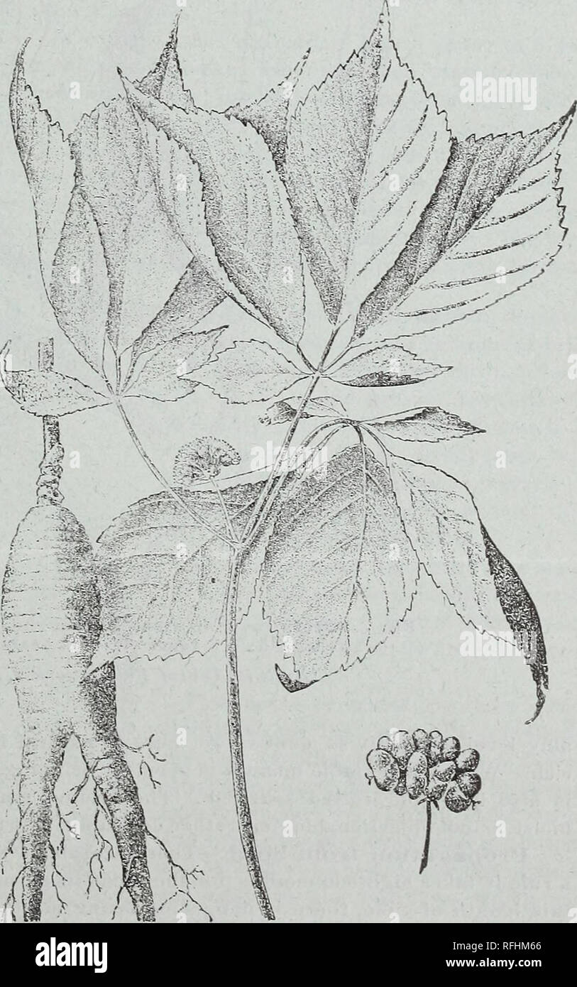 Wild Ginseng Price Per Pound