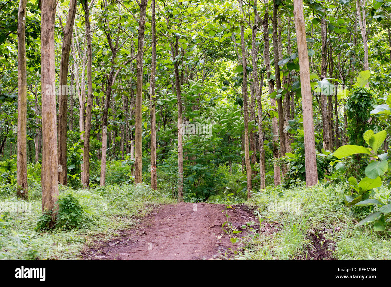 Pohon jati hi-res stock photography and images - Alamy