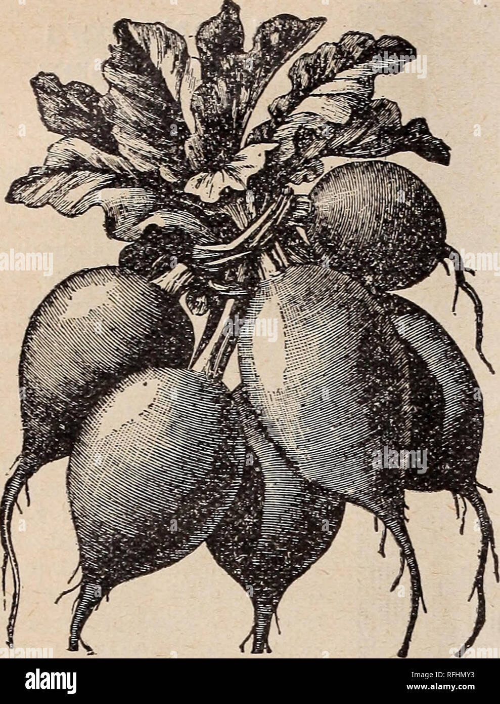 . Leonard's market gardeners' catalogue : season 1900. Nursery stock Illinois Chicago Catalogs; Flowers Seeds Catalogs; Vegetables Seeds Catalogs; Agricultural implements Catalogs. 14 S. F. LEONARD'S MARKET GARDENERS' PRICES.. RADISH SCARLET GLOBE. Our stock of this popular Forcing Radish is consid- ered the best by all the Chicago radish growers. For the greenhouse or hot-bed it is the most satisfactory- radish yet found, and for early open ground sowing it gives excellent results. Leonard's stock has that brill- iant red color so much desired in a greenhouse radish. The flesh is pure, white, Stock Photo