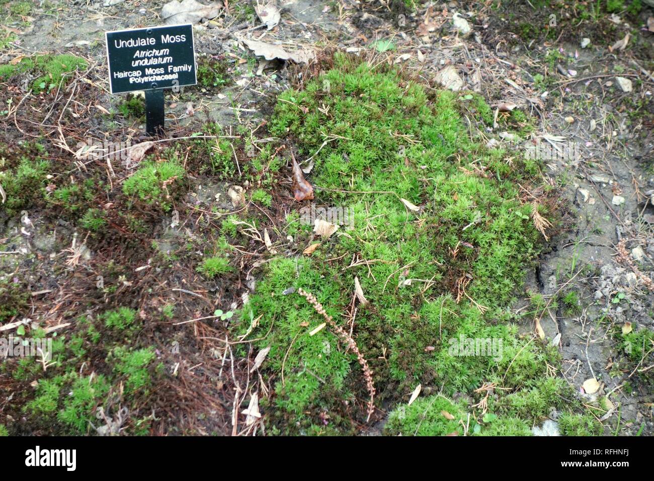Atrichum undulatum - Jenkins Arboretum - Stock Photo