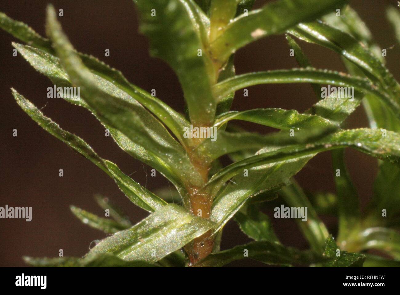 Atrichum undulatum (a, 144649-474758) 4498. Stock Photo