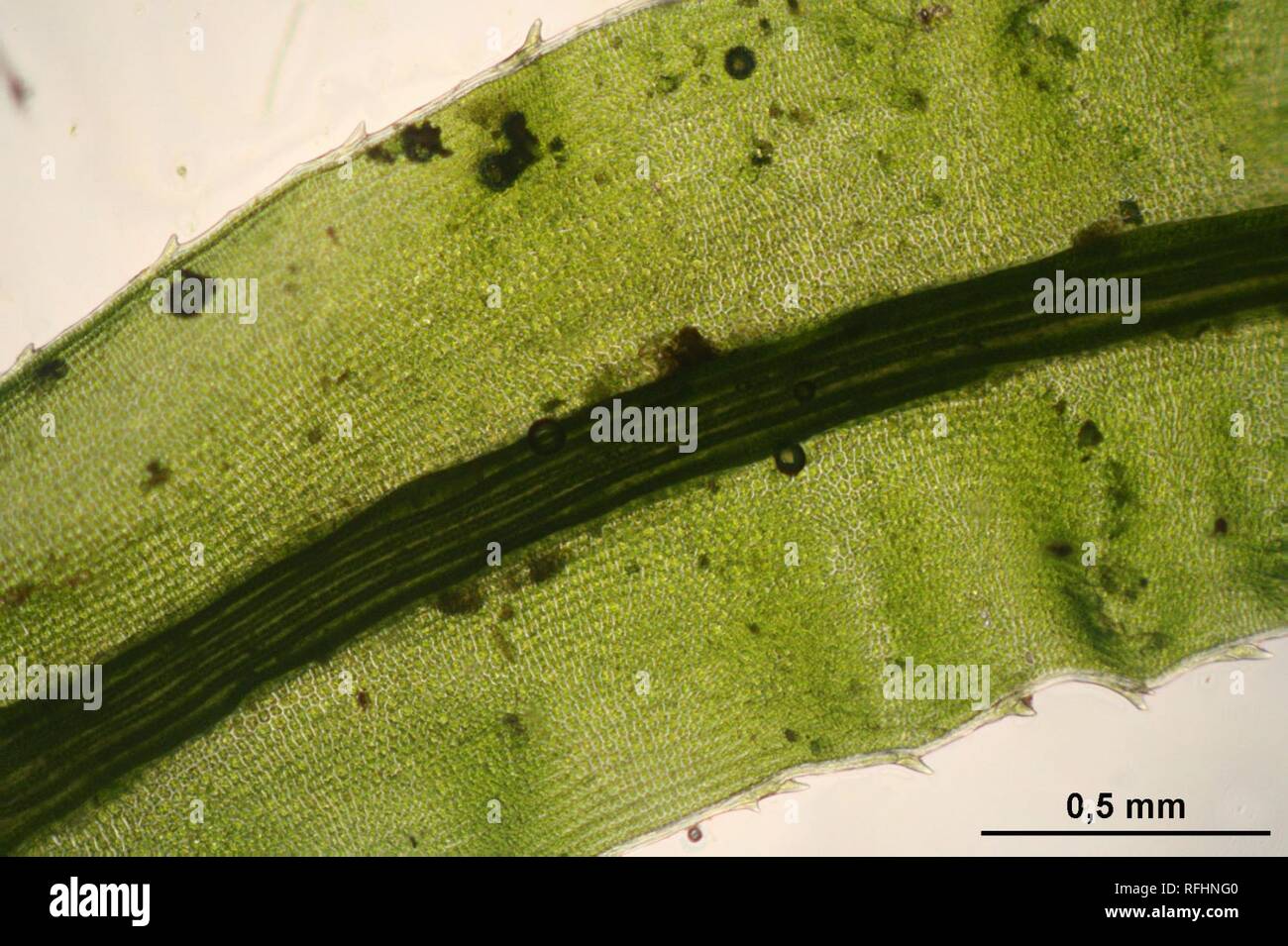 Atrichum undulatum (c, 144649-474757) 0426. Stock Photo