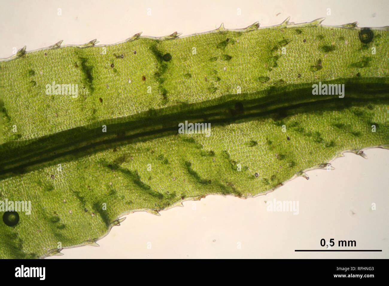 Atrichum undulatum (c, 144649-474757) 0427. Stock Photo