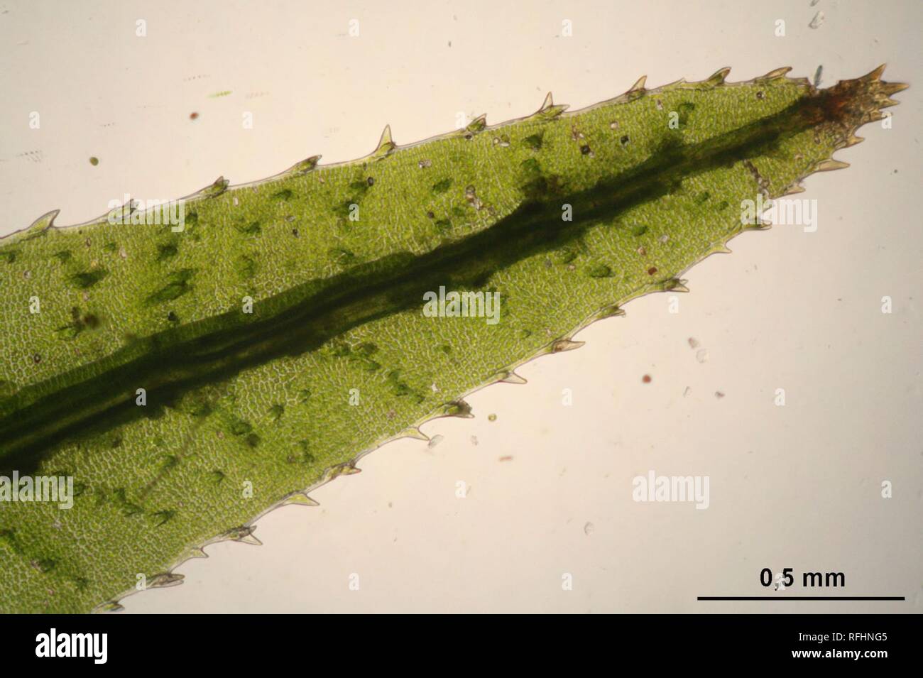 Atrichum undulatum (c, 144649-474757) 0428. Stock Photo