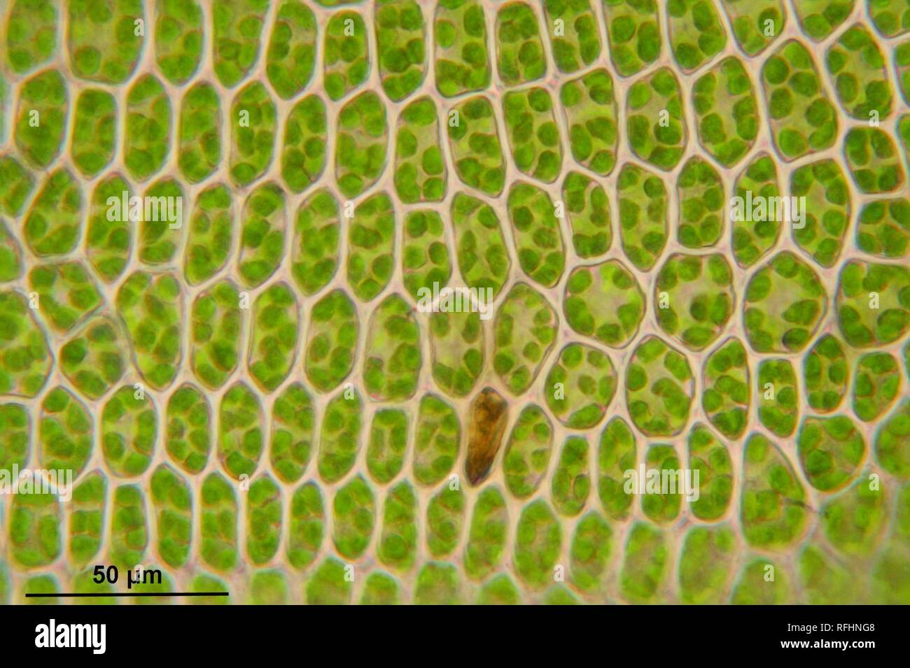 Atrichum undulatum (c, 144649-474757) 0439. Stock Photo