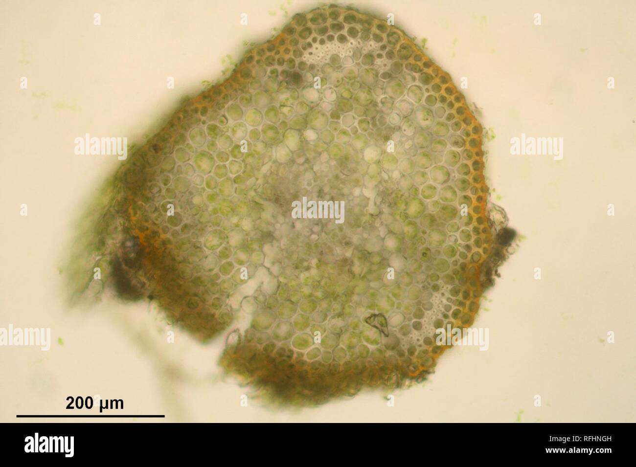 Atrichum undulatum (c, 144649-474757) 0449. Stock Photo