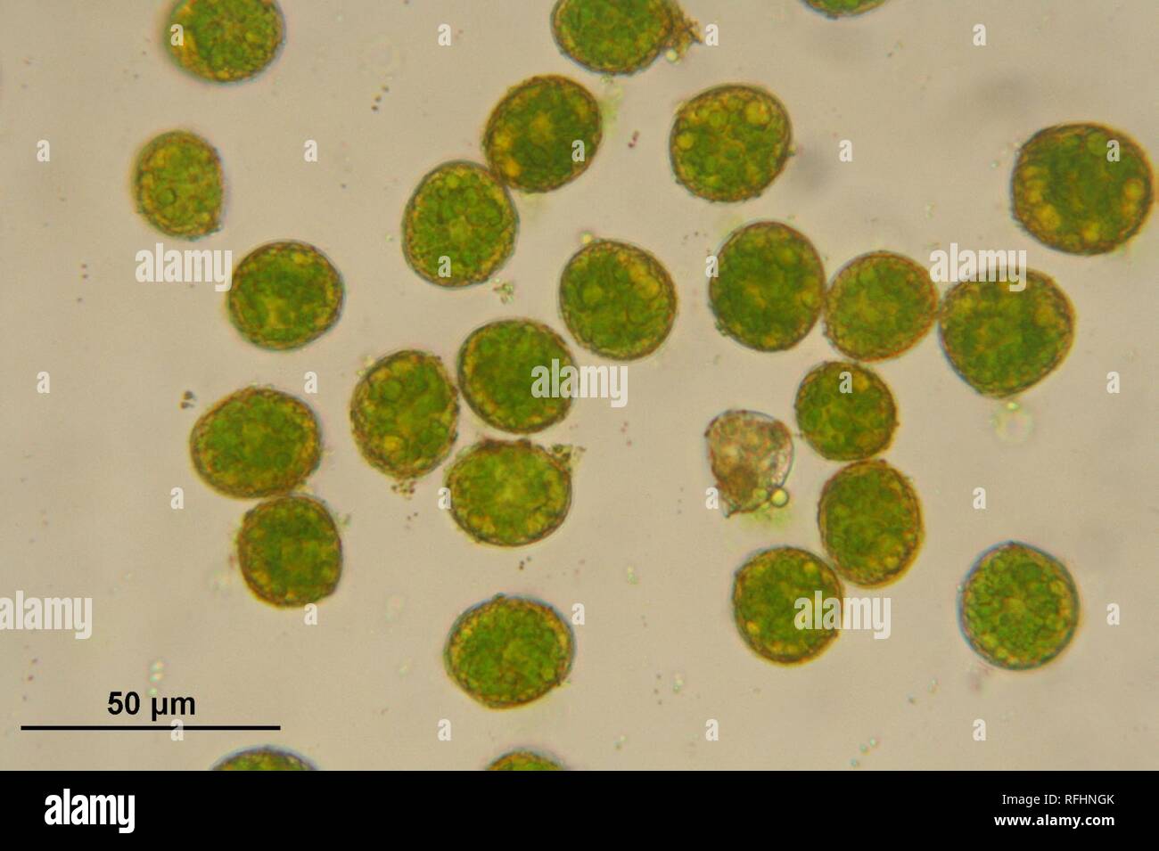 Atrichum undulatum (c, 144649-474757) 0459. Stock Photo