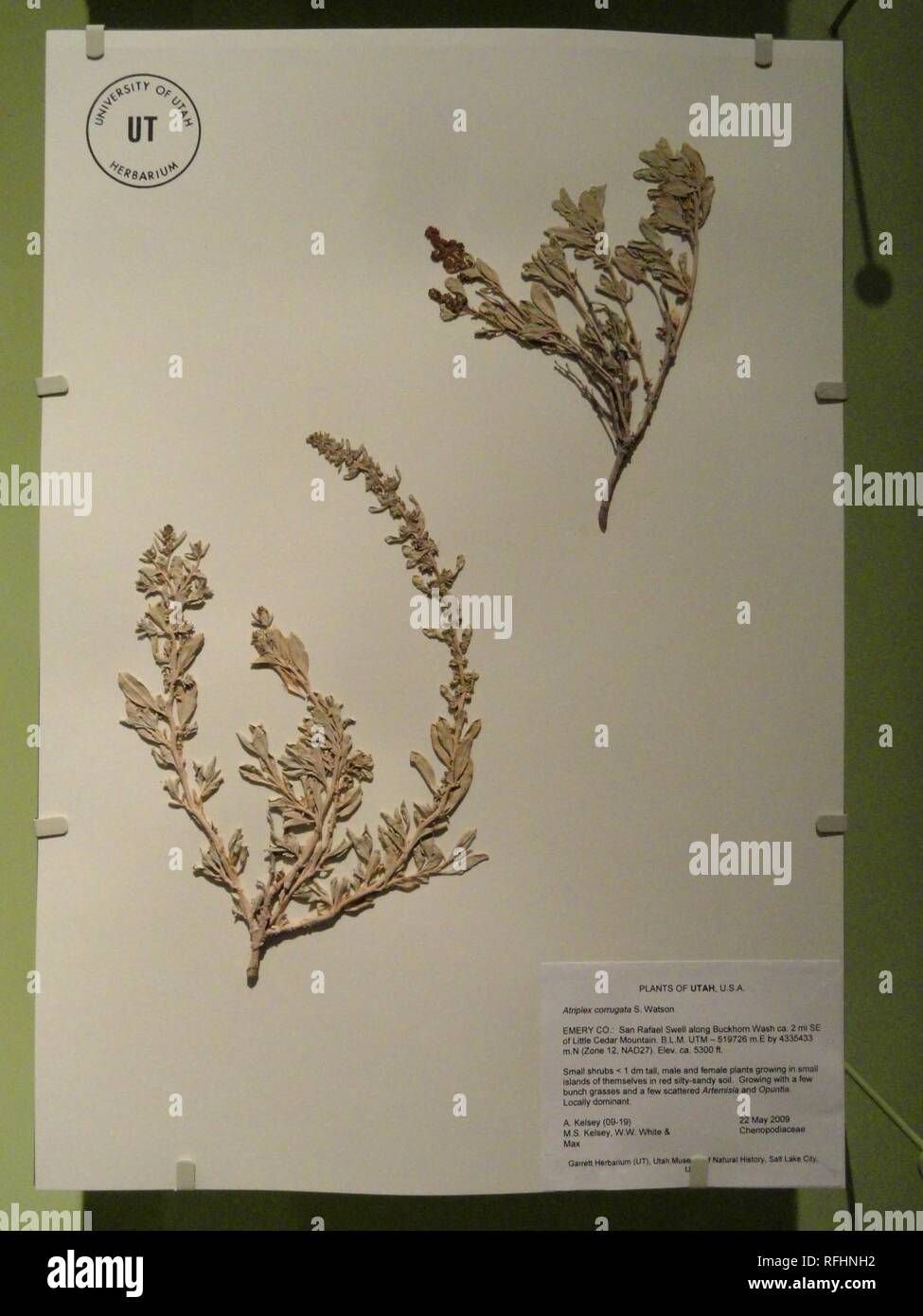 Atriplex corrugata - Garrett Herbarium - Stock Photo
