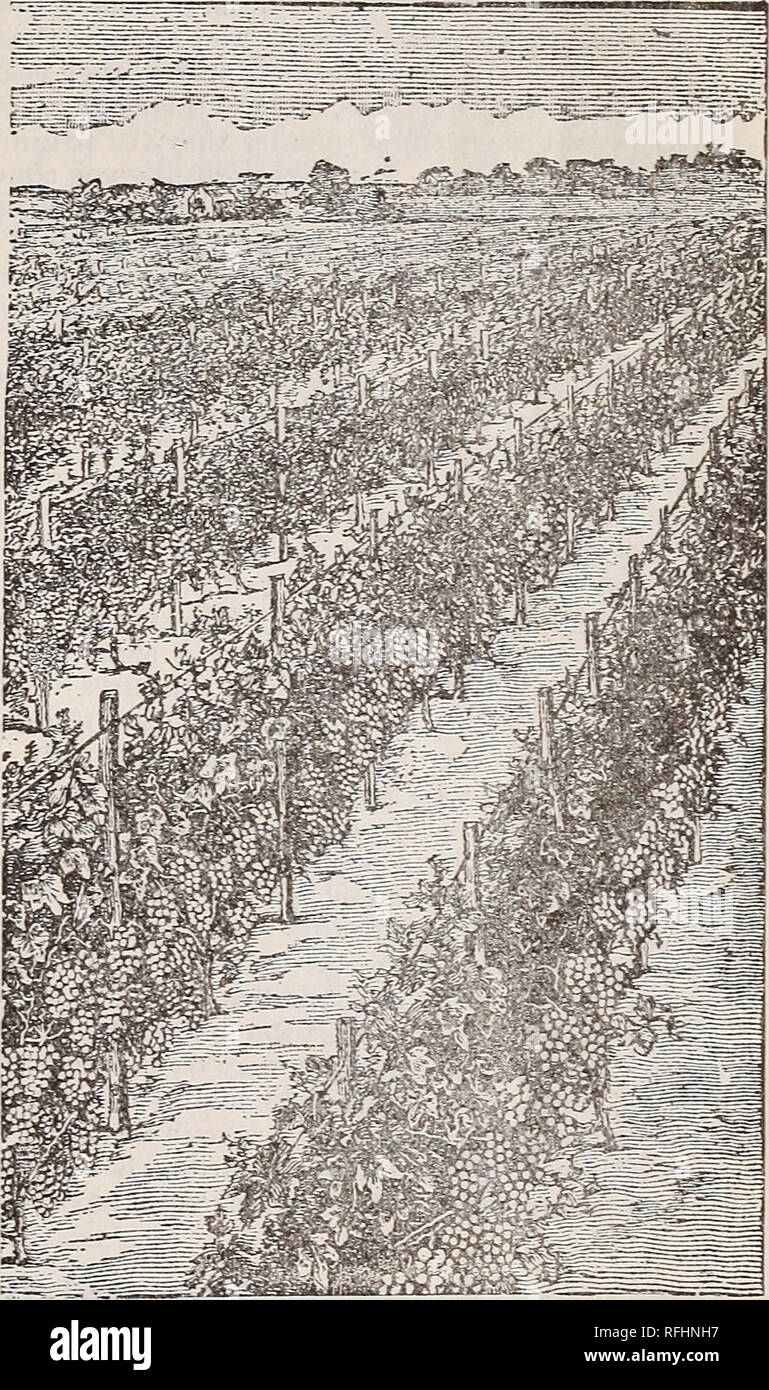 . Illustrated descriptive catalogue of grape vines, fruit & ornamental trees, shrubs, vines, plants & bulbs, 1900. Nursery stock New York (State) Catalogs; Grapes Catalogs; Berries Catalogs; Fruit trees Seedlings Catalogs; Trees Seedlings Catalogs; Plants, Ornamental Catalogs. Predonia, N. Y. 3 yet they are of the best for alljpurposes where they do succeed. Large to very large in bauch and berry, good keepers and shippers, strong growers, productive and of the best quality. Varieties we cannot recommend have been omitted from the descriptive part of this catalogue, but as we still hav Stock Photo