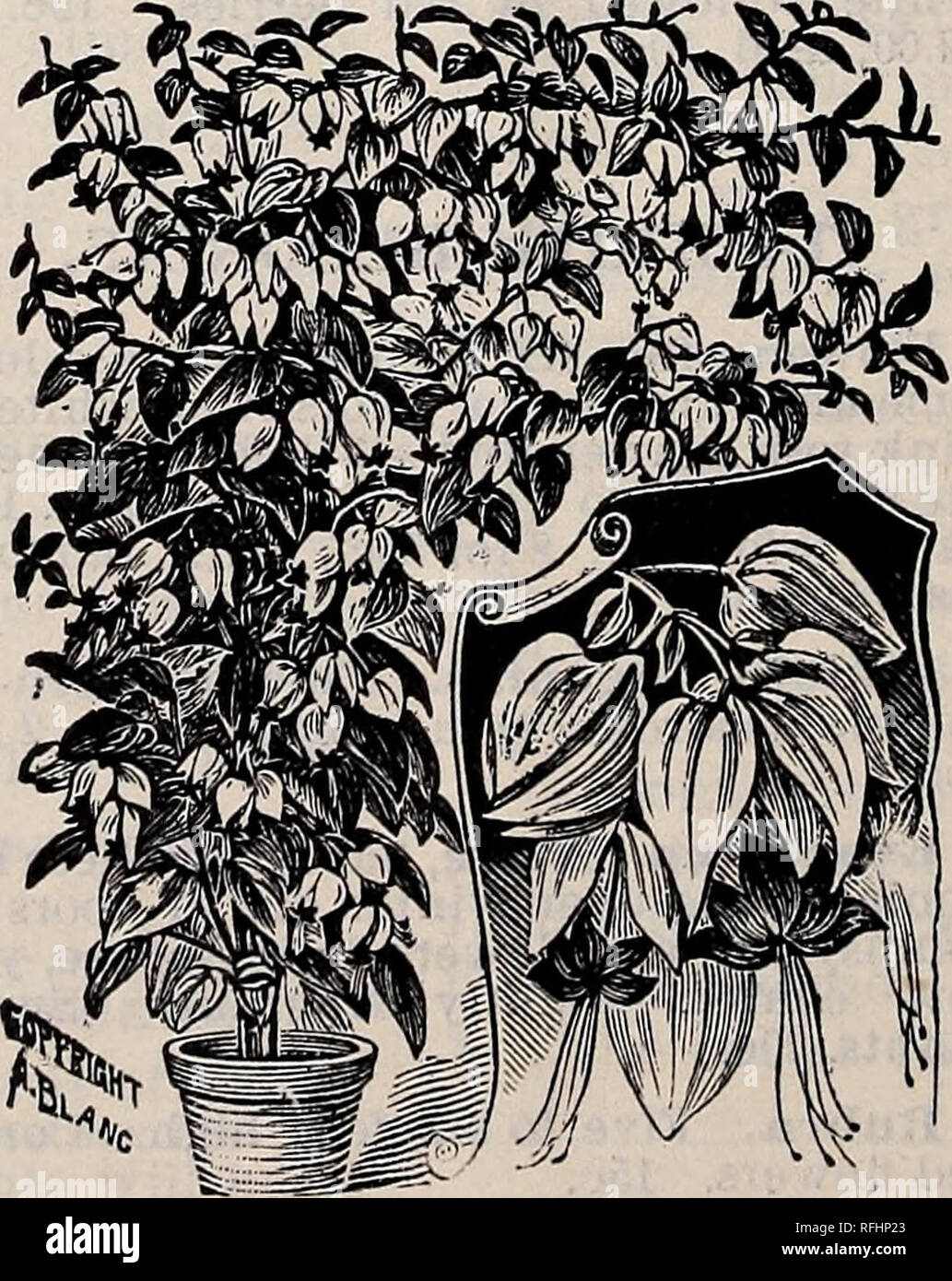 . 1900 catalogue of reliable garden and agricultural seeds. Nursery stock Pennsylvania Catalogs; Flowers Seeds Catalogs; Vegetables Seeds Catalogs; Fruit Seeds Catalogs. LOTUS—Coral Qem. Nothing prettier under the sun for a hanging basket. Delicate silvery green feathery foliage, drooping in a most graceful manner, and, when in flower, a grand sight, the brilliant, dazzling crimson buds resembling some quaint orchid. Pretty, whether in bloom or not. Price, 15c.. CRASSULA—Winter Beauty. Here is an excellent succulent plant for winter blooming—never misses to reward you with dense clusters of pi Stock Photo