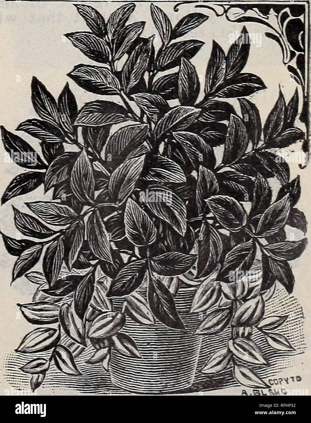 . 1900 catalogue of reliable garden and agricultural seeds. Nursery stock Pennsylvania Catalogs; Flowers Seeds Catalogs; Vegetables Seeds Catalogs; Fruit Seeds Catalogs. ANTIGONON—Mountain Rose. Numberless clusters of deep pink blos- soms so completely cover the vine as to almost hide the foliage. Grand and ef- fective when grown in a sunny spot- Hardy with slight covering. 15c.; seed, lOc.. AERVA SANGUINEA. Blood Leaf. Received under this name from South America. It is an ele- gant indoor plant, with dark deep red leaves, forming a charming contrast with other green-leaved plants. Good novelt Stock Photo