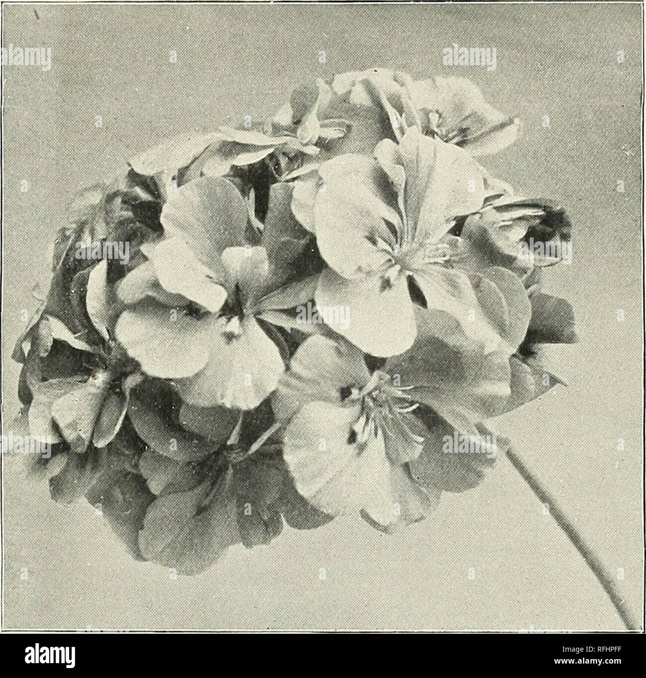 Catalogue And Price List Nursery Stock California Los Angeles Catalogs Flowers Catalogs Plants Ornamental Catalogs Howard Amp Smith Los Angeles California 13 Seven Superb Doubles Each 20c Set For 1 25 Dr