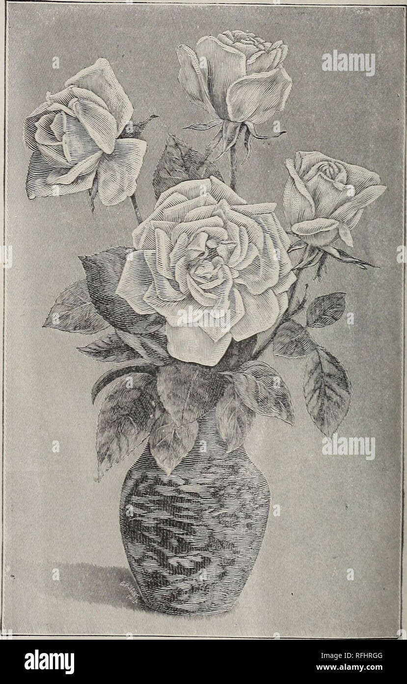 . The Champion City Greenhouses. Nursery stock Ohio Springfield Catalogs; Plants, Ornamental Catalogs; Roses Catalogs; Flowers Catalogs; Bulbs (Plants) Catalogs. Mrs, Robert Garrett, We have '^PP fiftY thousand ! [W^J^'^M/ plants in stock ^SL^I! of Mfs- Robert Garrett Rose MRS. ROBERT GARRETT A beautiful, large Rose of exquisite shape, finish and blending of colors. It was raised bv Mr, John Cook, of Baltimore, Md., the result of a cross between Sombreuil and Madame Caroline Testout. It partakes largely of the latter variety in habit ot growth, in foliage, spines and stems, and in shape of fl Stock Photo