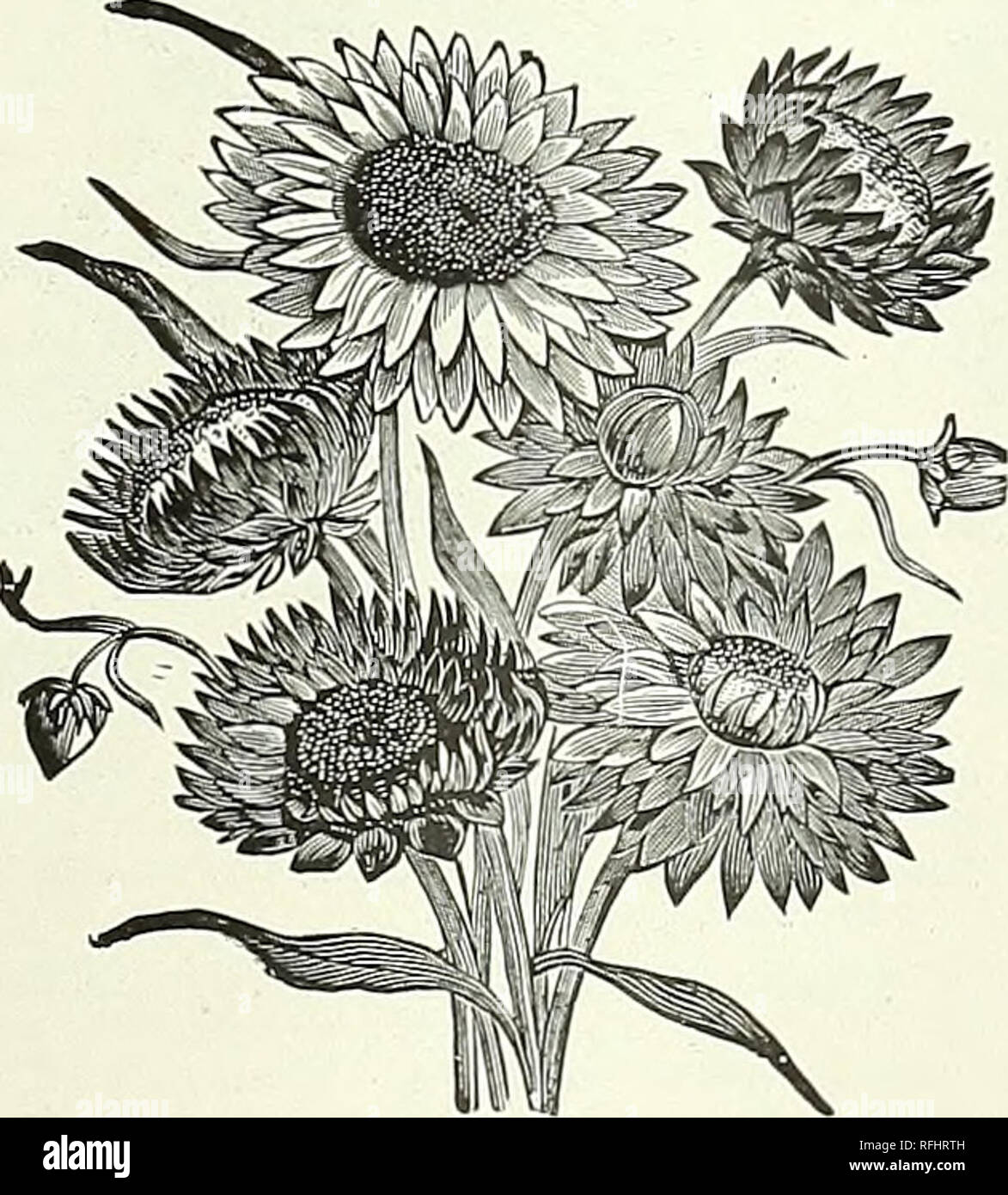 . Importers growers and dealers in choice seeds, bulbs and plants, 1900. Nursery stock New York (State) Catalogs; Flowers Seeds Catalogs; Vegetables Seeds Catalogs; Plants, Ornamental Catalogs; Gardening Equipment and supplies Catalogs. GAILLARDIA PICTA LORENZIANA. Double Gaillardia. This is an introduction of the greatest importance, and one which will prove to be of lasting merit. As an ornamental plant, and on account of its long duration of bloom, and its usefulness for cut flowers, it can- not be too highly recommended. Per pkt., 5c. HYBRID GAILLARDIAS. Exceedingly showy flowers, blooming Stock Photo