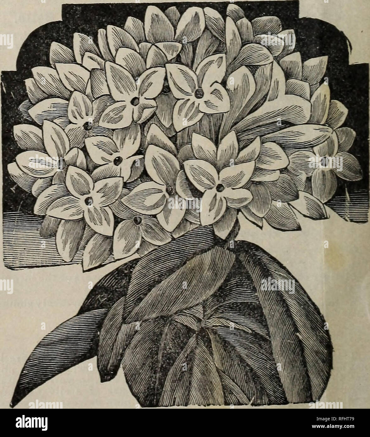 The Champion City Greenhouses Trade List Nursery Stock