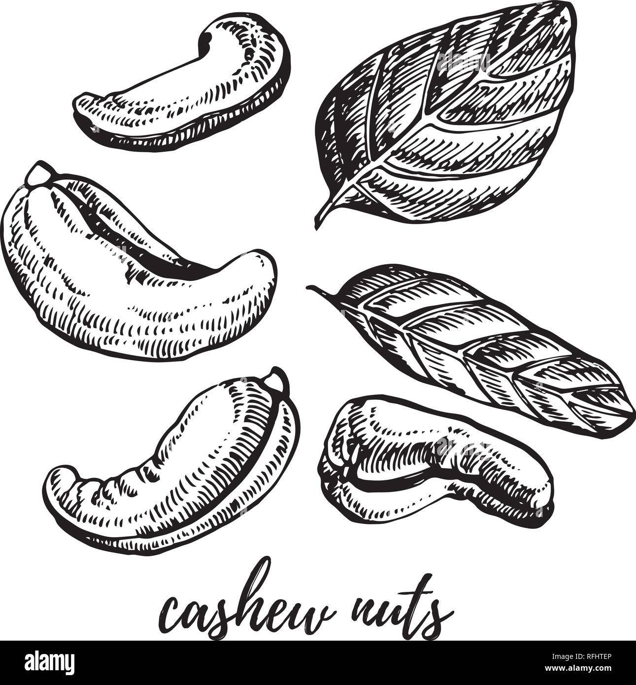 Cashew nuts sketch illustrations. Vector Hand drawn illustrations