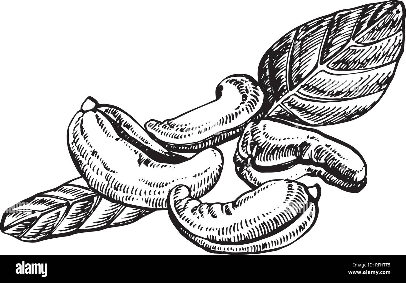 Cashew nuts sketch illustrations. Vector Hand drawn illustrations