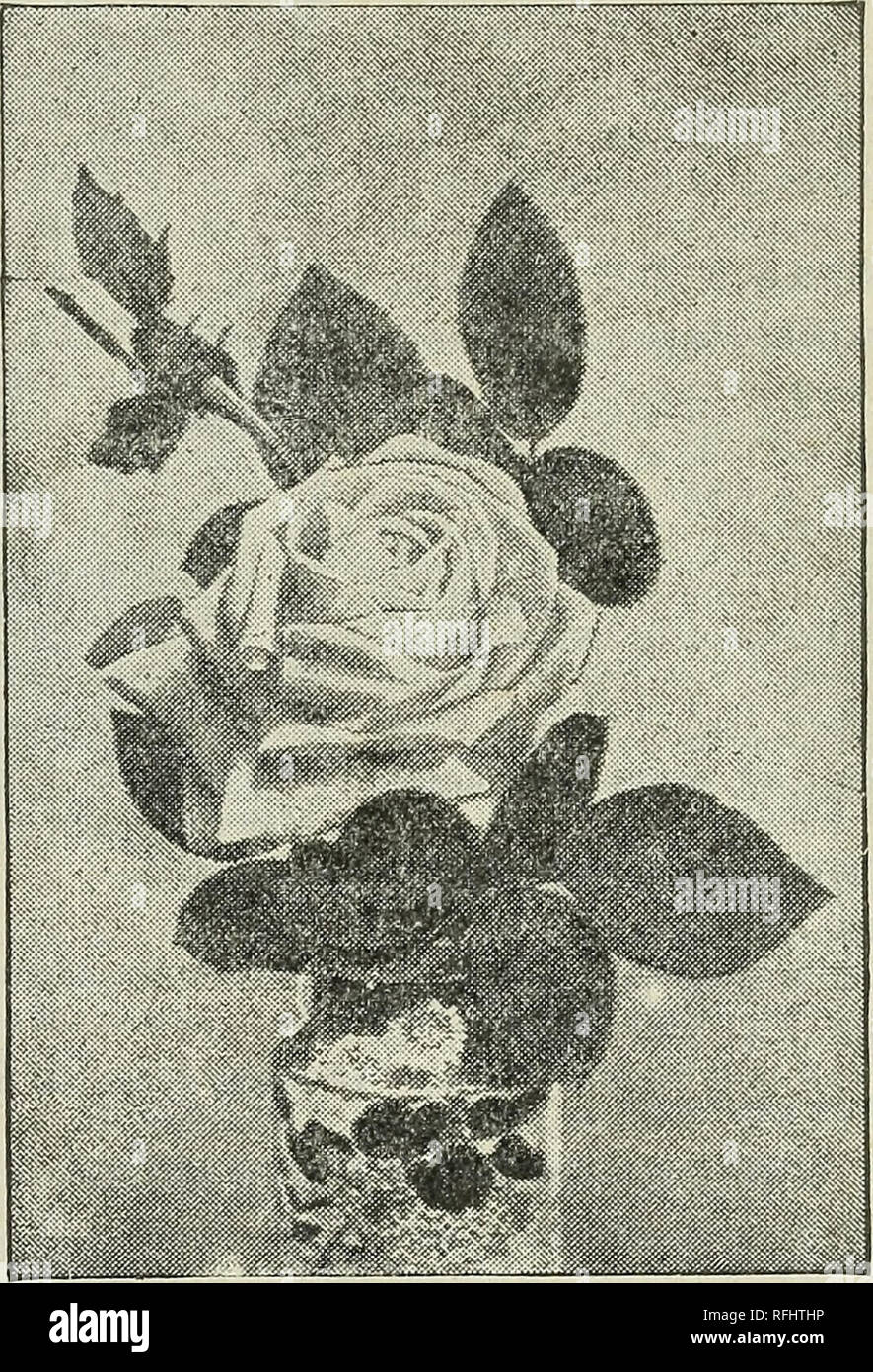 . The Champion City Greenhouses : trade list. Nursery stock Ohio Springfield Catalogs; Plants, Ornamental Catalogs; Roses Catalogs; Flowers Catalogs; Bulbs (Plants) Catalogs. U.1.LPWIN. This is a new pink Rose that will, as soon as it becomes known, be placed in the front rank with the best Roses. It is a vigorous grower, making- handsome bushes, each shoot crowned with its large, handsome buds and blooms. The color is a deep rose. It is of the largest size, very full and double. We consider it a gem. 20 cents each; $1.25 per dozen. GRUSS AN TEPIilTZ. The Great New Red Rose frojn Germany. Mock Stock Photo