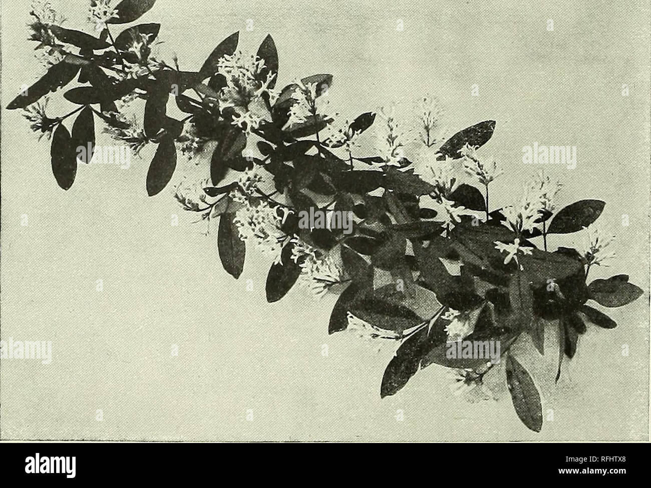 Syringa Vulgaris Springerlink