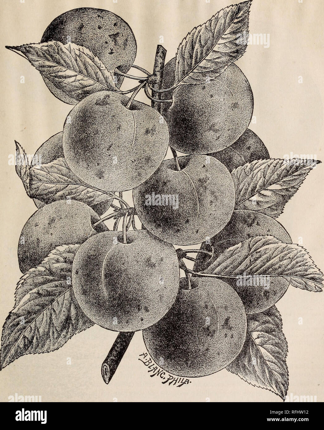 . Descriptive catalogue of fruit and ornamental trees, shrubs, vines and plants. Nurseries (Horticulture) Maryland Baltimore Catalogs; Fruit trees Seedlings Catalogs; Fruit Catalogs; Trees Seedlings Catalogs; Shrubs Catalogs; Plants, Ornamental Catalogs. Descriptive Catalogue. 45. Wild Goose Plum. Washington.   (Bolmar's.) Very large ; skin yellowish green, often with a pale red blush ; flesh yellowish, firm, very sweet and luscious, separating freely from the stone. There is perhaps, not another plum that stands so high in general estimation in this country as the Washington. Its great size,  Stock Photo