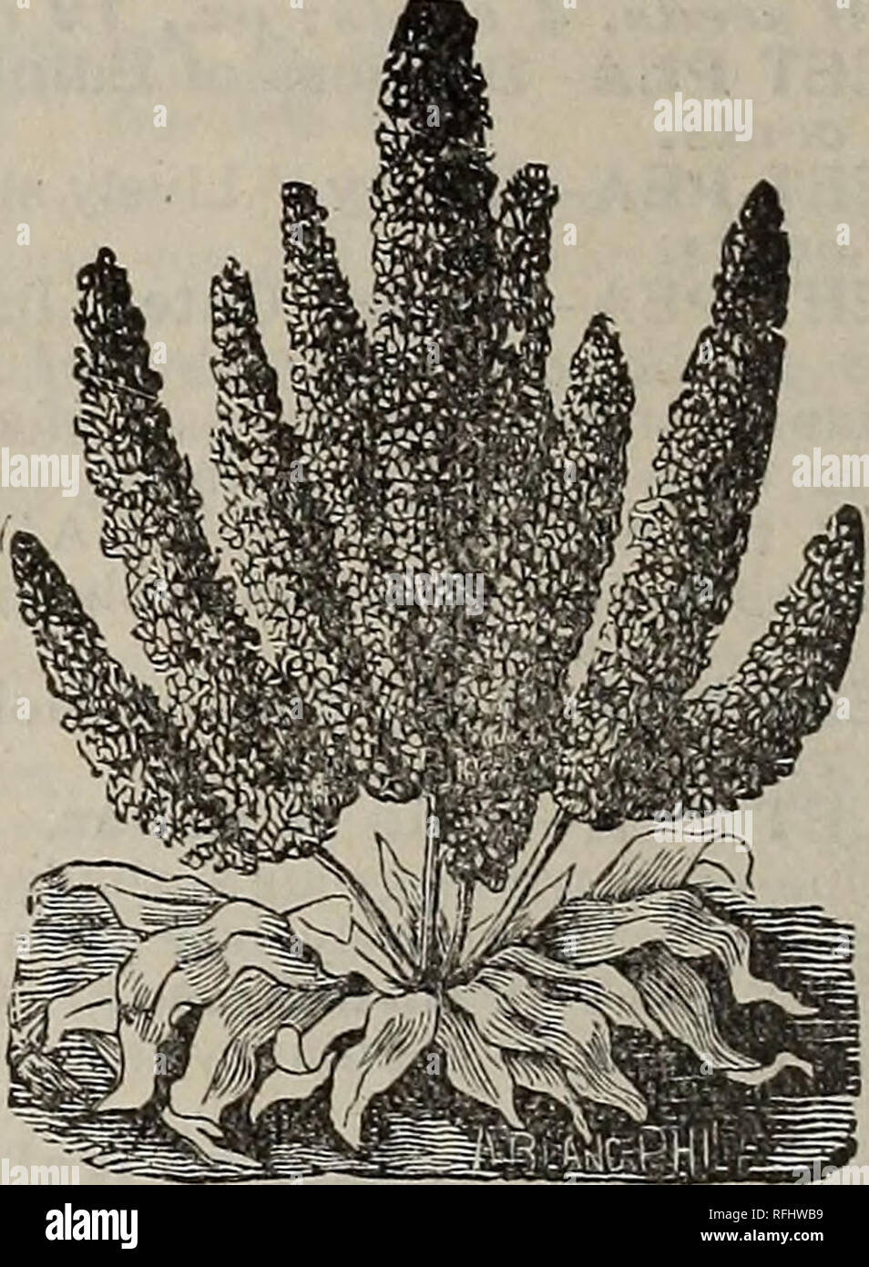 Flowers 1900 Crocker S Flower Seeds Nursery Stock Kansas Catalogs Flowers Seeds Catalogs Salpiclossis Grandiflora The Graceful Flowers Of This Very Showy Bedding Or Border Plant Are Funnel Shaped And Richly Colored
