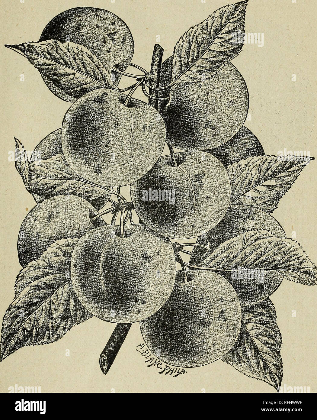 . Descriptive catalogue of fruit and ornamental trees, shrubs, vines and plants. Nurseries (Horticulture) Maryland Baltimore Catalogs; Fruit trees Seedlings Catalogs; Fruit Catalogs; Trees Seedlings Catalogs; Shrubs Catalogs; Plants, Ornamental Catalogs. Descriptive Catalogue. 45. Wild Goose Plum. Washington. (Bolmar's.) Very large ; skin yellowish green, often with a pale red blush ; flesh yellowish, firm, very sweet and luscious, separating freely from the stone. There is perhaps, not another plum that stands so high in general estimation in this country as the Washington. Its great size, it Stock Photo