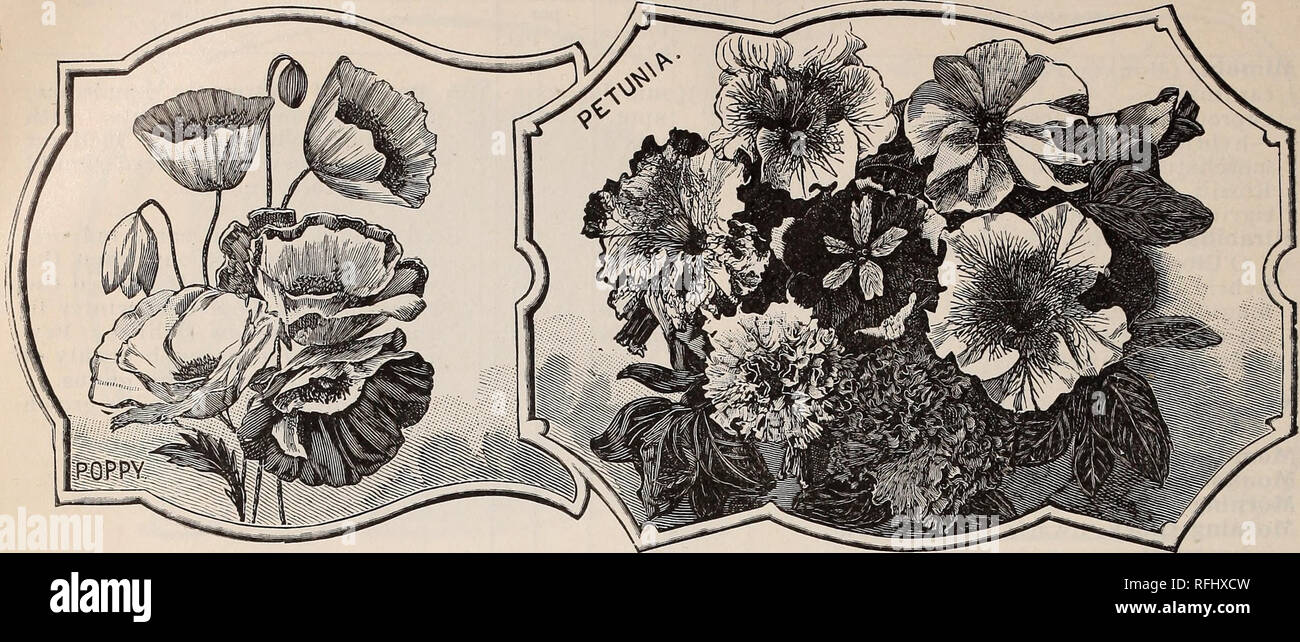 . Annual descriptive catalogue : seeds &amp;c.. Nursery stock Massachusetts Boston Catalogs; Flowers Seeds Catalogs; Vegetables Seeds Catalogs; Grasses Seeds Catalogs; Gardening Equipment and supplies Catalogs. 106 JOSEPH BRBCK &amp; SONS (Corporation) .. NAME- Hard. Dur. H'g't Feet. Color of Flower Price per Oz. Pkt. hP % white I .50 5 2 yel. •75 5 hhA rose •75 5 var. mix'd .40 5 hP 5 5 hB 6 white 15 thhP white 5 rose 5 yel. 10 yel. 10 mix'd 4.00 5 hP 2 mix'd 1.50 10 &quot; •50 10 thP I white 5 &lt;&lt; rose 5 in mix'd 5 4 red .60 5 hA scar. 2.00 5 &lt; &lt; mix'd 1.00 IC &lt; ( i sc.&amp;w.  Stock Photo