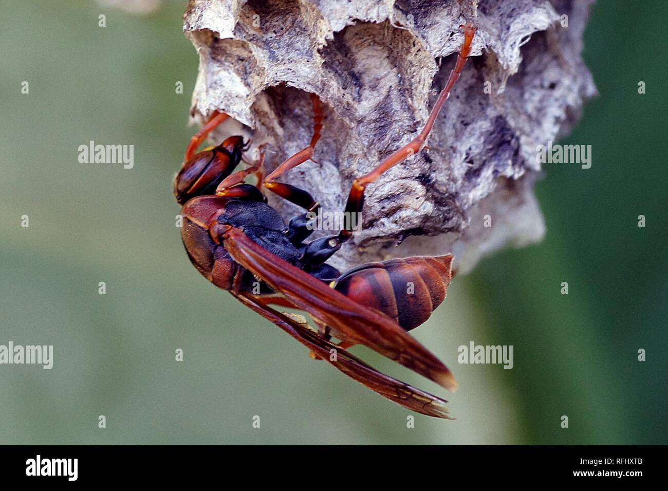 Australian paper wasp. (Polistes humilis) (13506671374). Stock Photo