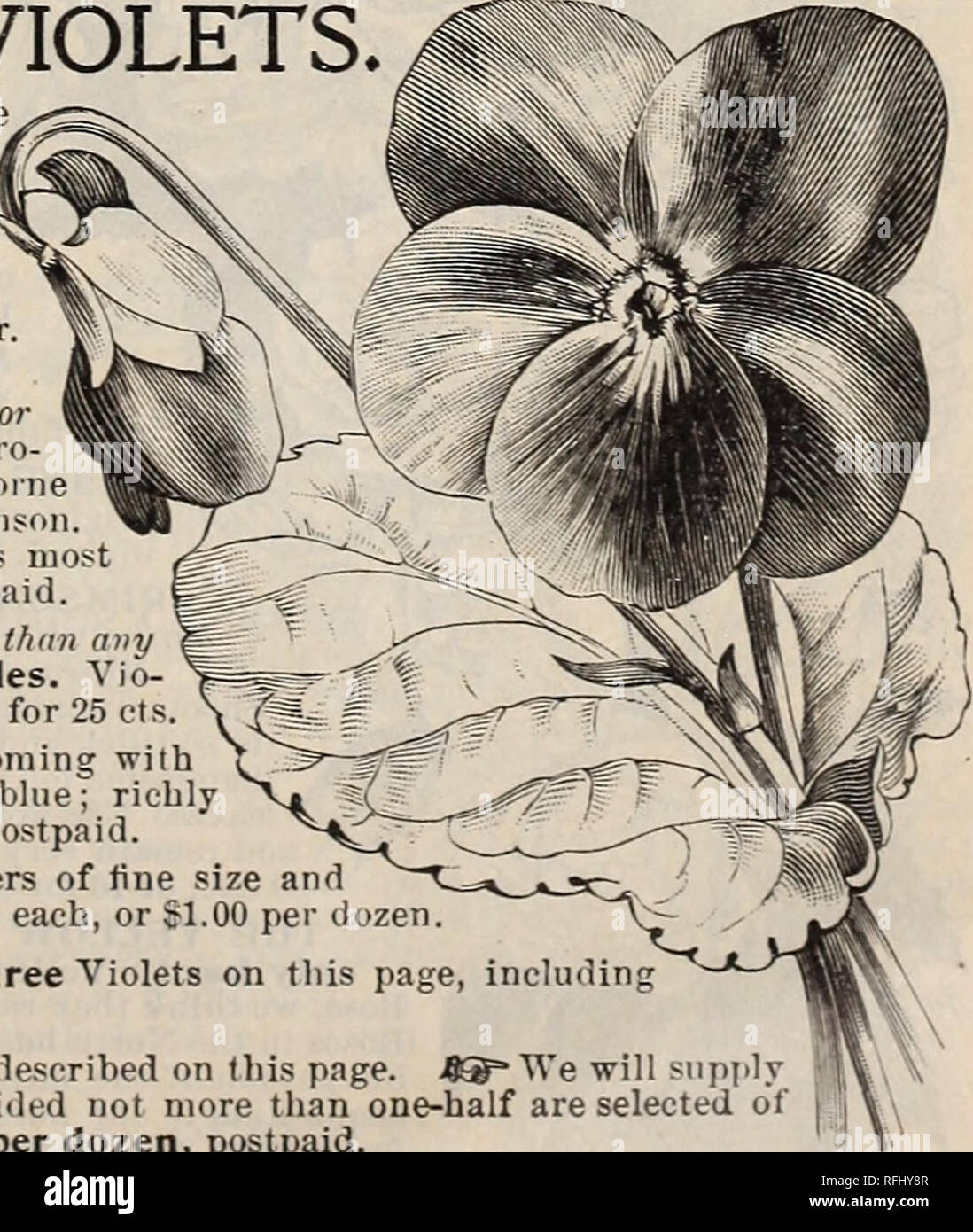 Burpee's farm annual for 1900. Nursery stock Pennsylvania Philadelphia  Catalogs; Vegetables Seeds Catalogs; Flowers Seeds Catalogs; Bulbs (Plants)  Catalogs. size floWer of the Five Finest Fragrant VIOLETS- PRINCESS OF  WALES (see