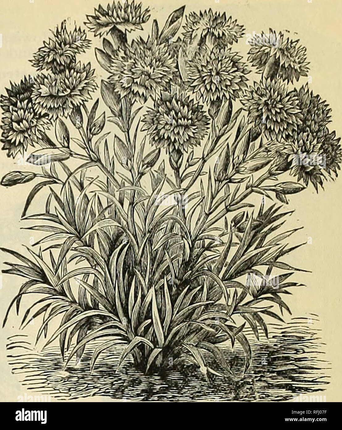 Catalogue Of Seeds And Agricultural Implements 1900 Nursery
