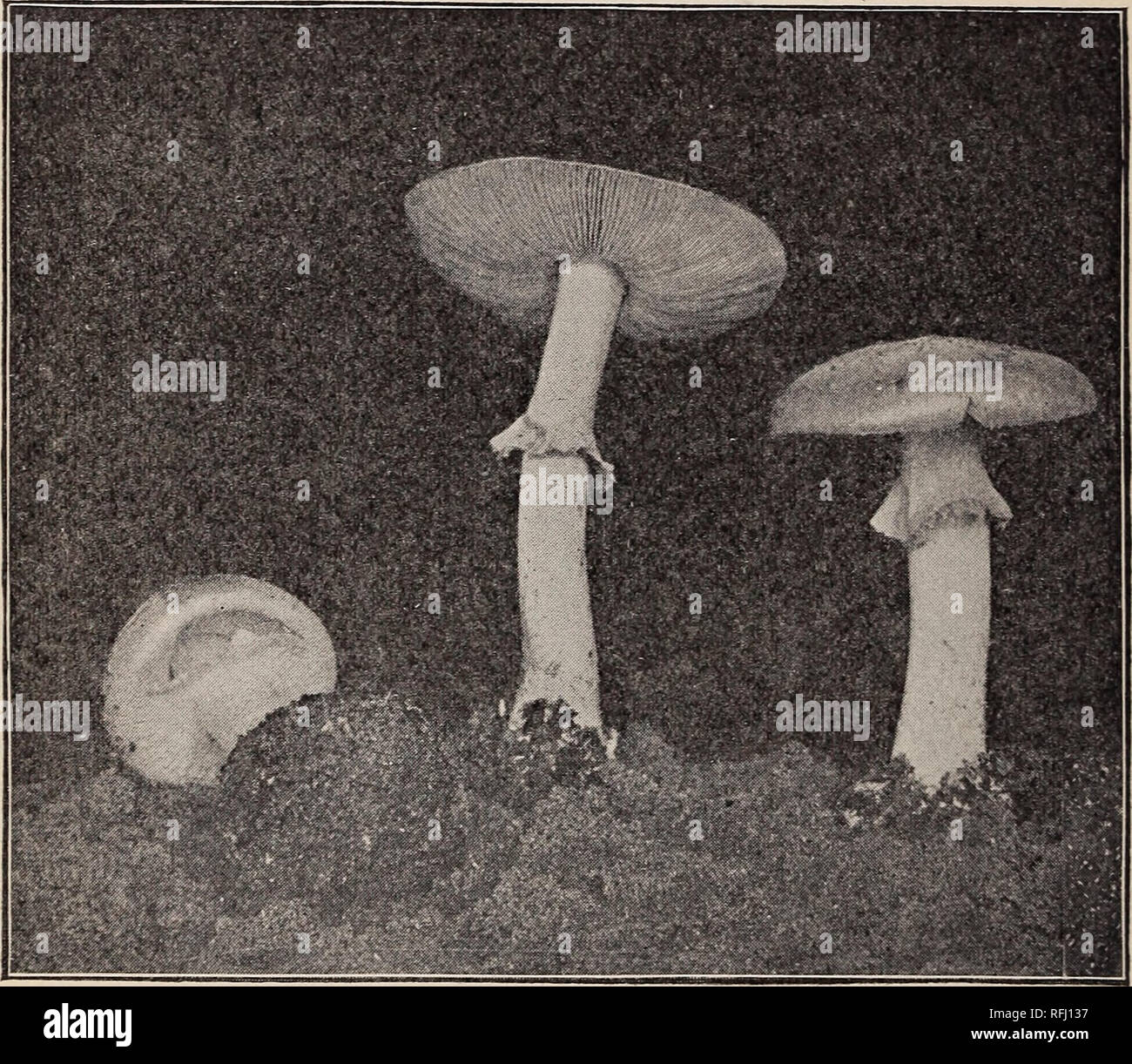 . Observations on recent cases of mushroom poisoning in the District of Columbia. 22 the cup which this species possesses, in common with others sup- posedly poisonous, is especially characteristic. It is usually situated well beneath the surface of the ground and should be carefully dug out when one is securing specimens for identification. Specimens occur, however, in which the inner surface of the cup is attached throughout to the stem, so that it presents the appearance, not of a cup, but of a mere bulbous base. The death cup is a species not so abundant in the vicinity of Washington as th Stock Photo