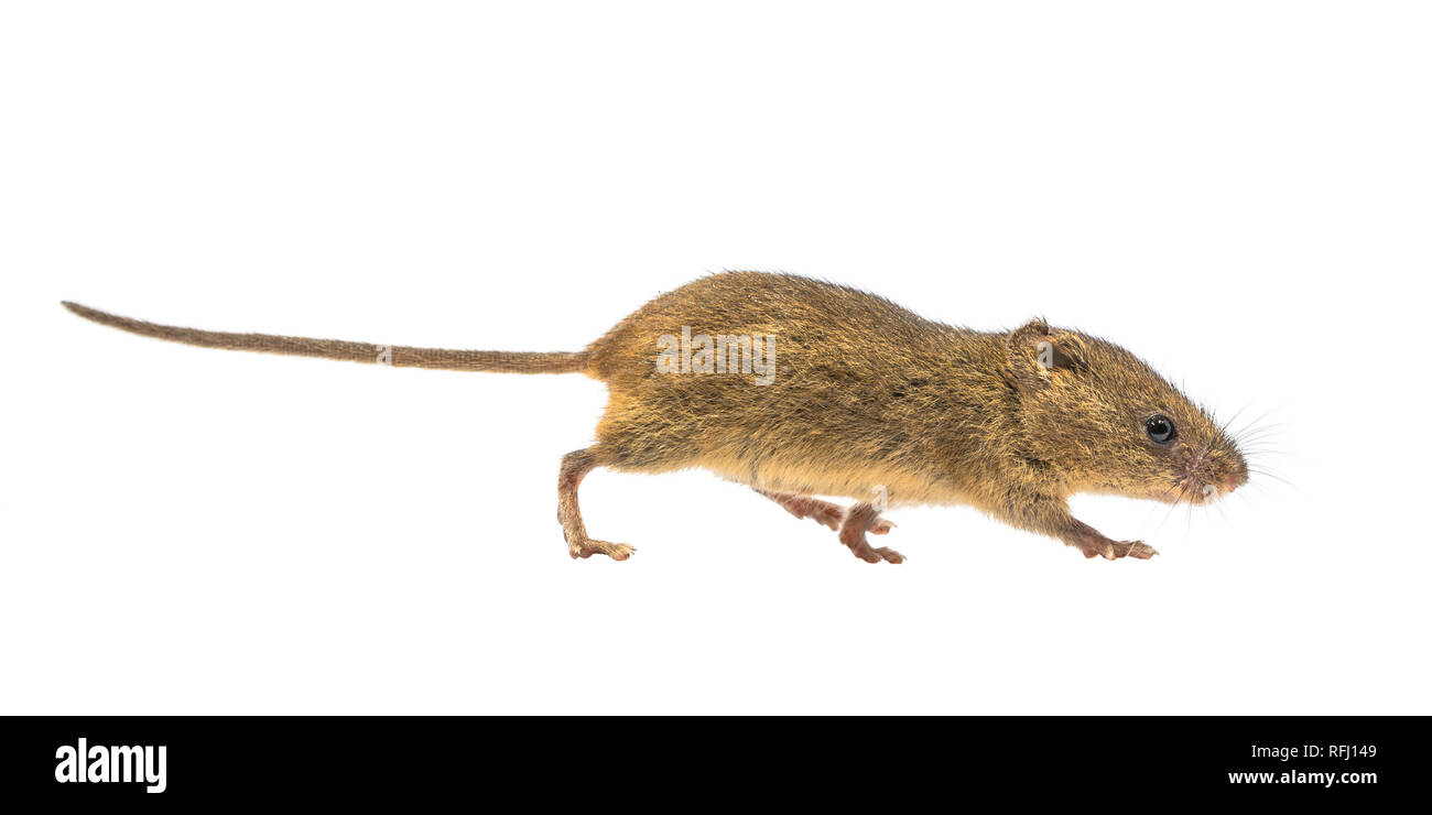 Cute Harvest Mouse (Micromys minutus) walking on white background, studio shot. This is the smallest rodent species native to Europe and Asia. It is t Stock Photo