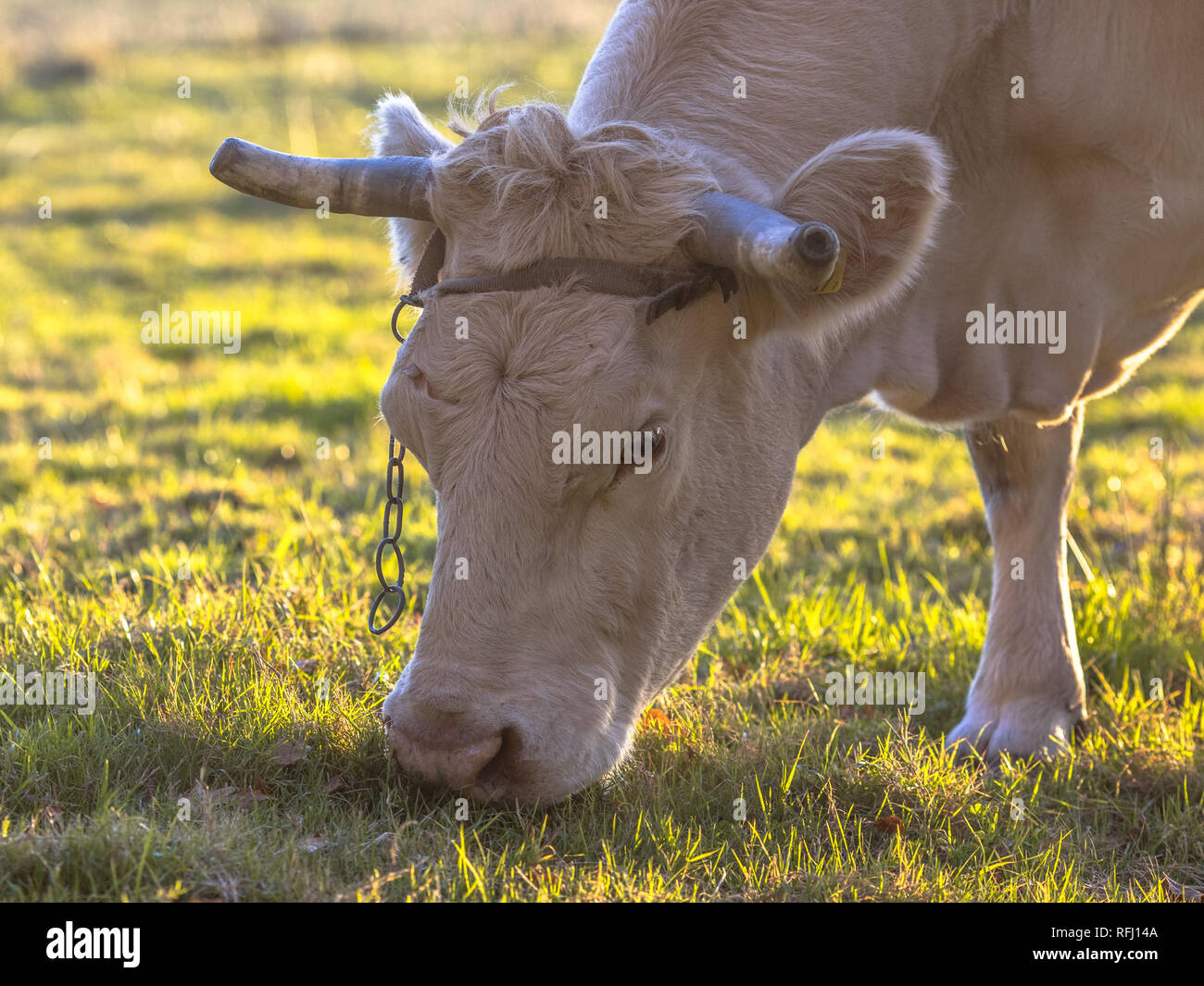 White cow grazing in natural grassland back lit by setting sun. Netherlands Stock Photo
