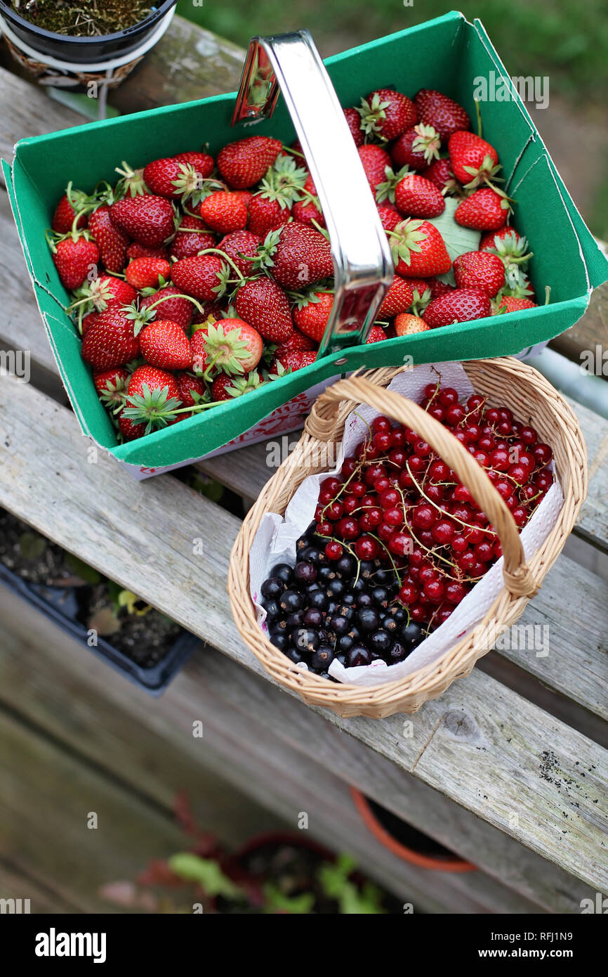 Two punnets of freshly picked strawberries, blackcurrants, and redcurrants, UK Stock Photo