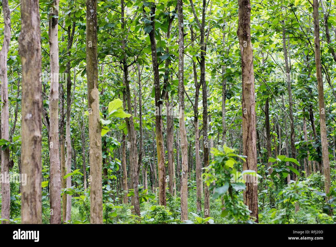 Teak is a tropical hardwood tree species placed in the flowering plant family Lamiaceae. Tectona
