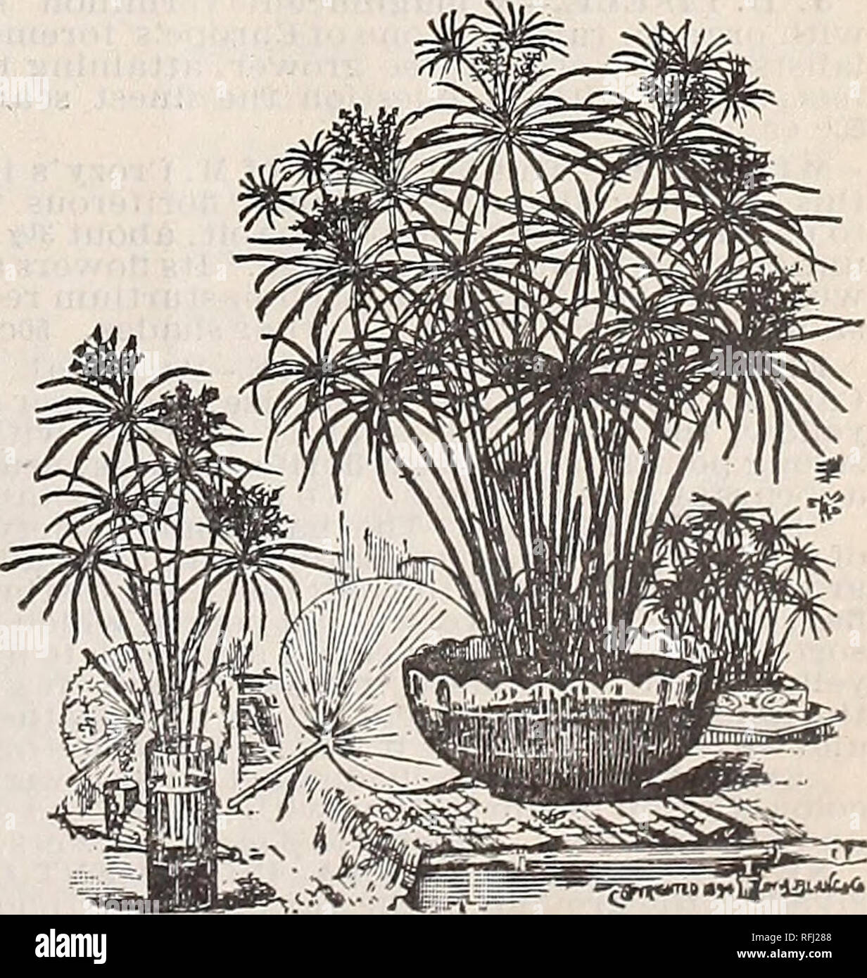 . Spring catalogue : 1899. Nurseries (Horticulture) Missouri Saint Louis Catalogs; Bulbs (Plants) Catalogs; Flowers Catalogs; Vegetables Seeds Catalogs; Plants, Ornamental Catalogs; Fruit Catalogs. Cyperus Alternifolius. CYPERUS AIiTERNIFOL.IUS An excellent plant for growing in water or damp places; will thrive In any good soil, and always presents a green and attractive appearance. 15c and 25c each. fesS. Please note that these images are extracted from scanned page images that may have been digitally enhanced for readability - coloration and appearance of these illustrations may not perfectl Stock Photo