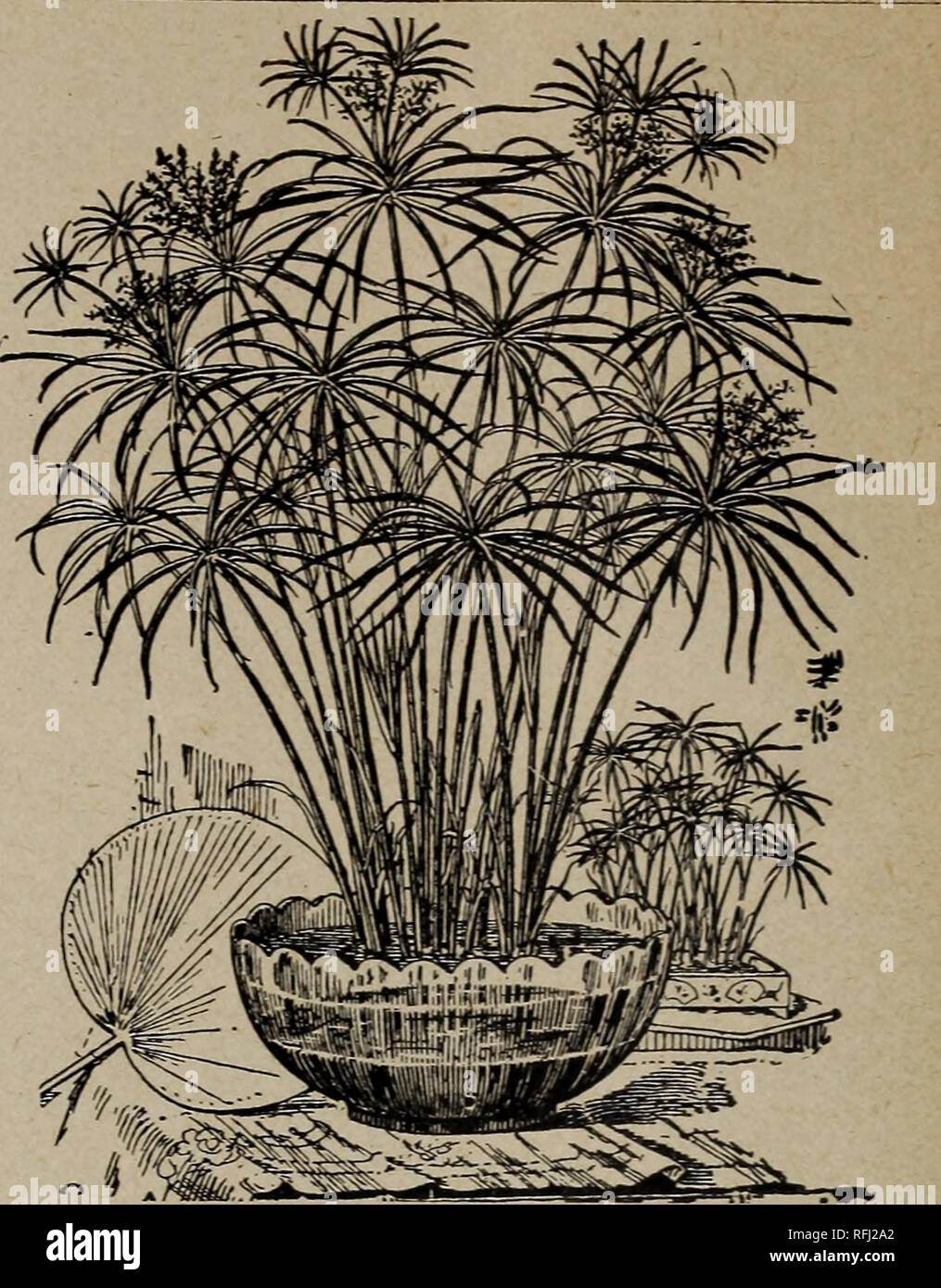 . Florists' wholesale price list of bulbs and plants : for fall 1899. Nursery stock Ohio Catalogs; Bulbs (Plants) Catalogs; Flowers Catalogs. FICUS. Eight varieties in good ; sortment. 2- in. pots, $4.00 per 100. 3- in. pots, 6.00 per 100. FICUS ELASTICA. 4-in. pot plants, 10 to 12 inches high, per doz., $3.50 ; $25.00 per 100. 15 to 18 inches, $6.00 per doz.. CYPERUS ALTERXIFOLUS (Umbrella Plant). CYPERUS ALTERNIFOLIUS. (Umbrella Plant.) 2^-inch pots, $3.00 per 100. 3-inch pots, $5.00 per 100. FERNS. Mephrolepis Exaltata Bostoniensis. Make fine speci- mens in a short time. An indispensible pl Stock Photo