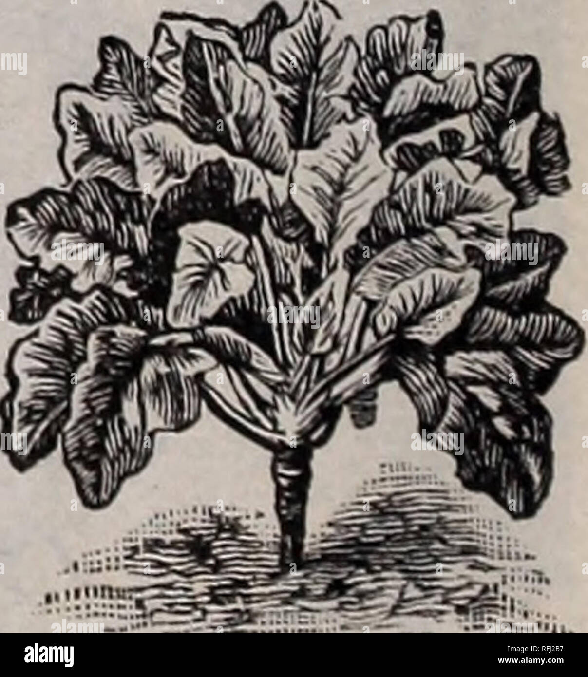 Price List And Descriptive Catalogue Nursery Stock Kansas Lawrence Catalogs Vegetables Seeds Catalogs Flowers Seeds Catalogs Grasses Seeds Catalogs Fruit Seedlings Catalogs Trees Seedlings Catalogs Corn Salad Corn Salad Broad Leaved