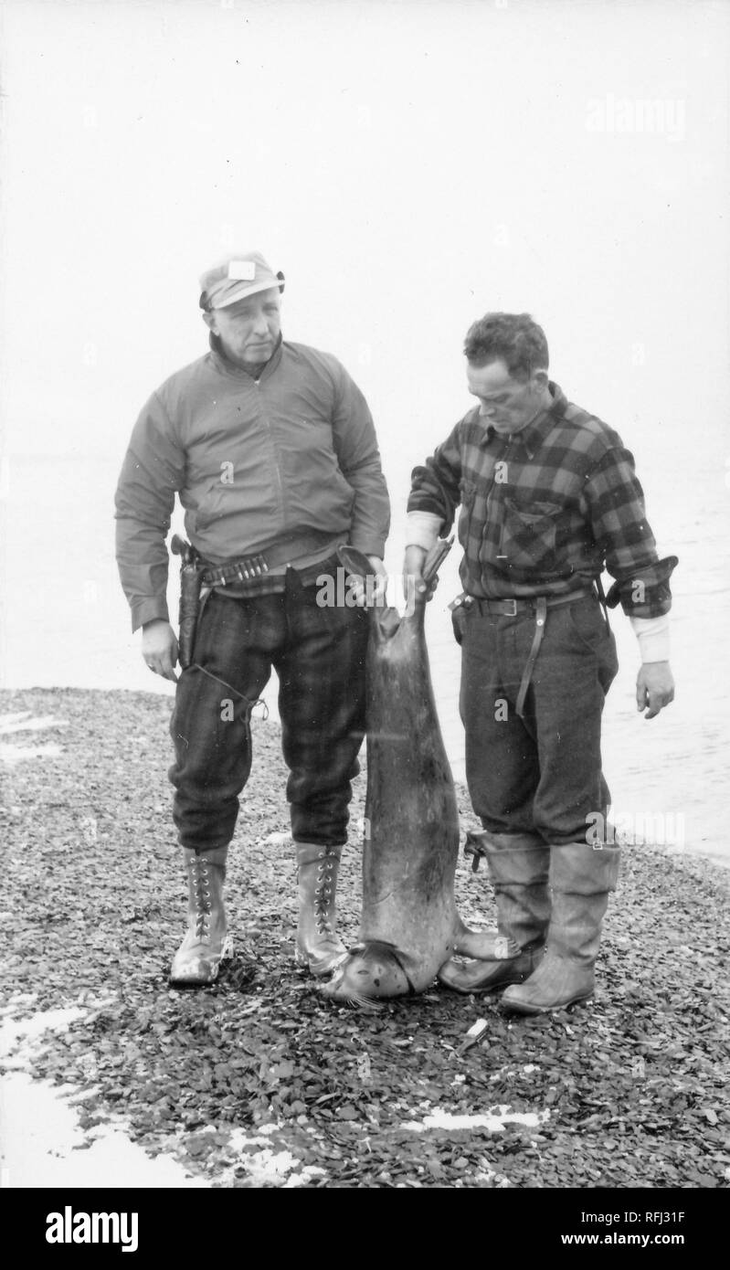 Black and white photograph of two middle-aged men, one wearing a jacket, cap, lace-up boots, a holstered handgun and ammunition at his waist, the other wearing a plaid shirt and fishing boots; the men stand together in full-length view on a rocky beach, each holding the flipper of a dead seal whose body hangs between them with its head resting on the ground to face the camera, with ocean visible in the background, photographed during a hunting and fishing trip located in Alaska, USA, 1955. () Stock Photo