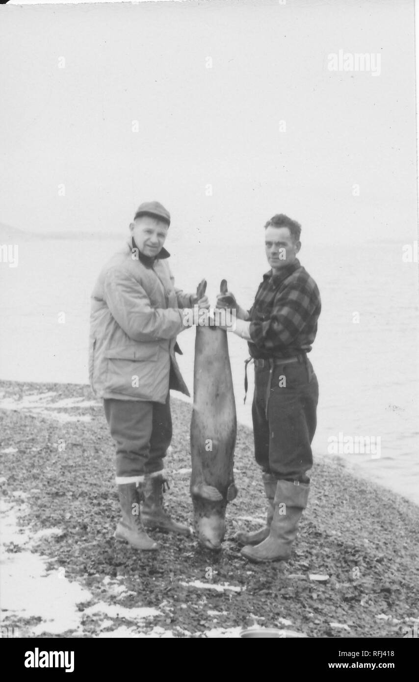 Black and white photograph of two middle-aged men, one wearing a jacket, cap, and lace-up boots, the other wearing a plaid shirt and fishing boots, standing together on a snow-covered rocky beach, in full-length profile view, with their heads turned to face the camera, each holding the flipper of a dead seal, possibly a Harbor or Common seal (Phoca vitulina) to reveal a full-length view of the ventral side of its body, with the tip of its head resting on the ground, and with ocean visible in the background, photographed during a hunting and fishing trip located in Alaska, 1955. () Stock Photo