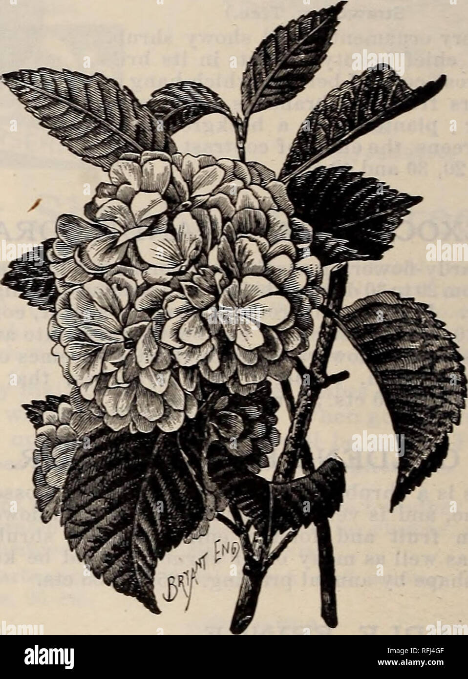 Japanese weigela weigela japonica hires stock photography and images