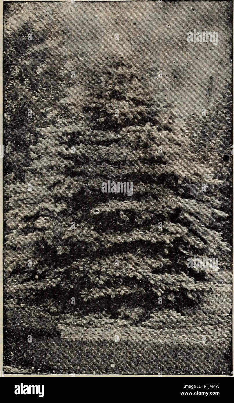 . Everything for the fruit grower : 1900. Nurseries (Horticulture) Ohio Bridgeport Catalogs; Nursery stock Ohio Catalogs; Fruit trees Seedlings Catalogs; Fruit Catalogs; Flowers Catalogs; Plants, Ornamental Catalogs. EVERGREEN TREES.. Colorado Blue Spruce. ARBORVIT^, American [Thuja occidentalis.) This is the finest of all evergreens; valuable for hedges; hardy, and easily transplanted; nursery specimens rarelv fail. It soon forms a beautiful, dense hedge. 13^ to 2 ft., 20c. each, $2 per doz., $15 per 100; 2 to 3 ft., 25c. each. $2.50 per doz.. $20 per 100; 3 to 33^ ft., 30c. each, $3 per doz. Stock Photo
