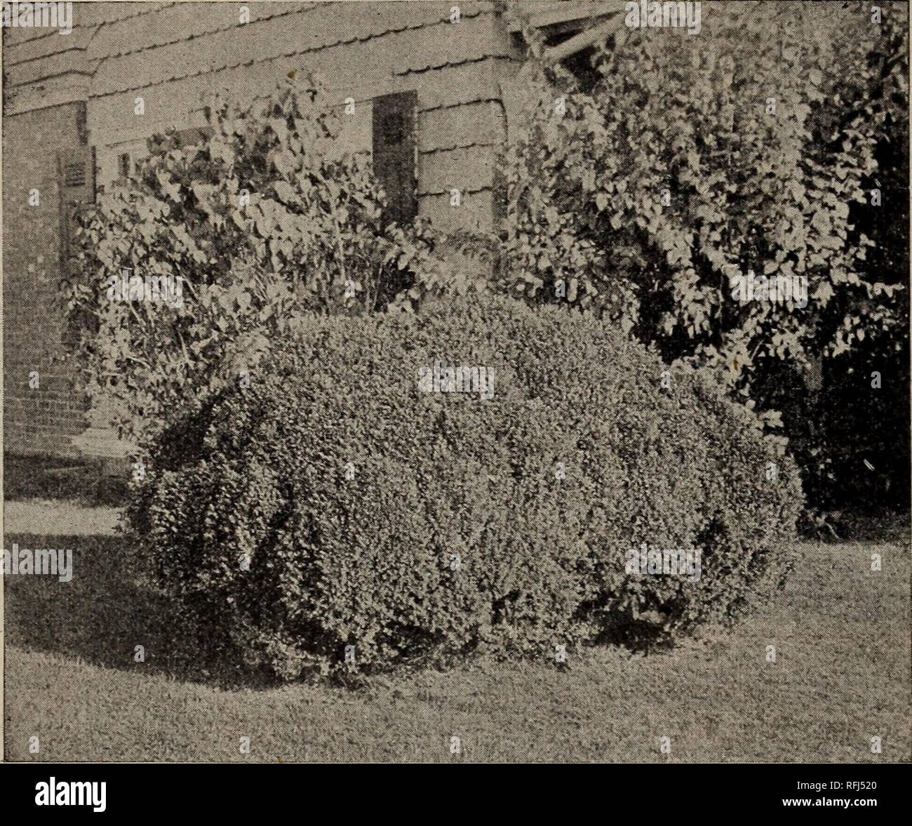 . Trees for Long Island. Nurseries (Horticulture) New York (State) Westbury (Nassau County) Catalogs; Fruit Seedlings Catalogs; Trees Seedlings Catalogs; Ornamental shrubs Catalogs; Flowers Catalogs. 26 Isaac Hicks &amp; Son, Westbury Station, New York. TREE BUX. Evergreen shrubs of dense, compact growth and a beautiful dark green color. Our stock is clipped to a broad conical form, and makes fine hedges, specimens to group with other evergreens, or to plant against house foundations. Planted in tubs, they are adapted to the formal garden, terrace and piazza. They grow well in shade also. SERB Stock Photo