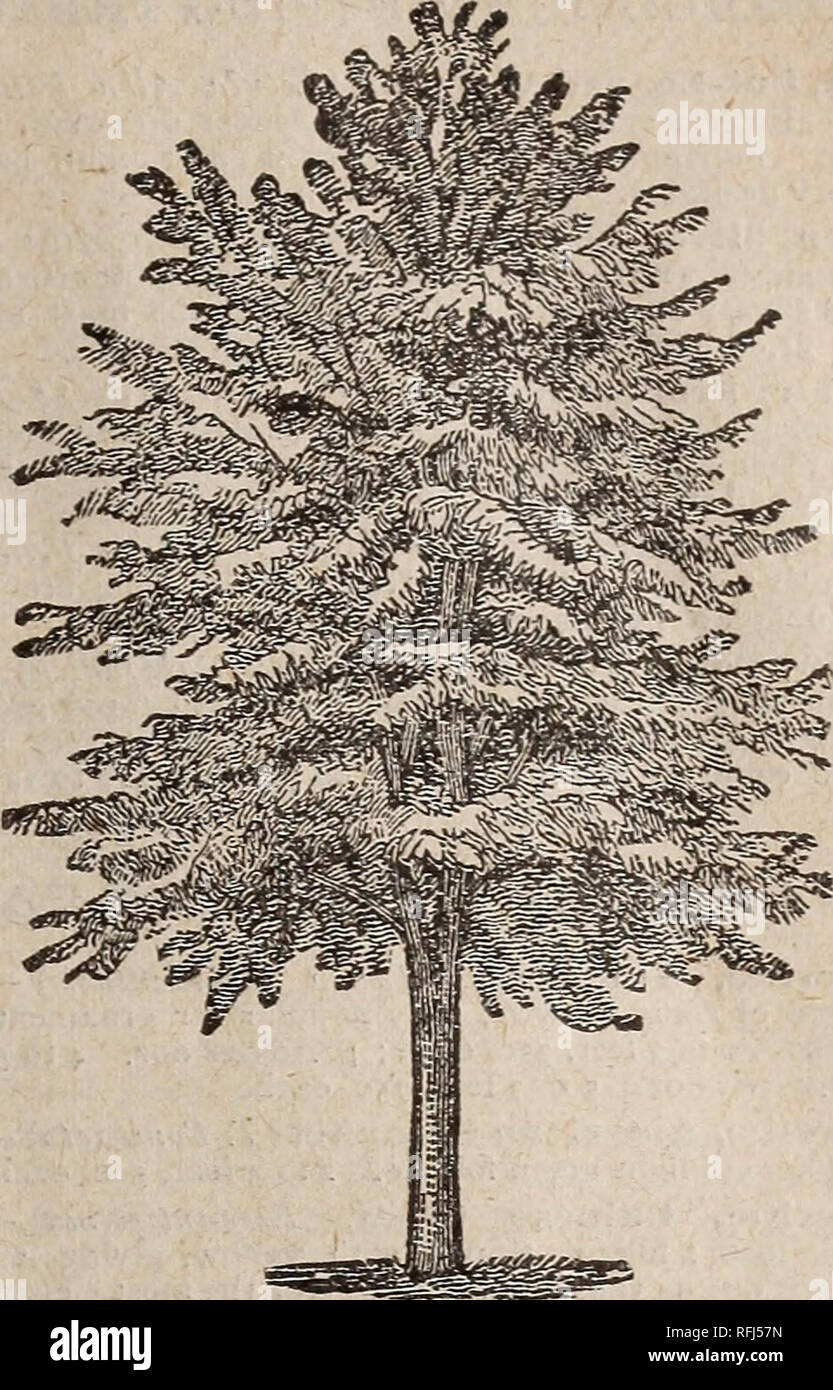 . Ribsam's manual of everything for the farm, lawn and garden. Nursery stock New Jersey Catalogs; Vegetables Seeds Catalogs; Fruit Seeds Catalogs; Flowers Seeds Catalogs; Plants, Ornamental Catalogs; Agricultural implements Catalogs. MAPLE, NORWAY. Maple, Asli-Iieaved (Acer Negunda Fraxina/olia).—Yoing shoots very distinct and beautiful; good grower. 10 to 12 feet, : gi.oo each. Maple, Scarlet.—Flourishes in moist places or upland. Blos- som, crimson; early spring; foliage changes to brilliant scarlet, crimson and orange in the Autumn. 6 to 8 feet, 75c. each ; 8 to 10 ; feet, $r.00. Maple, Si Stock Photo