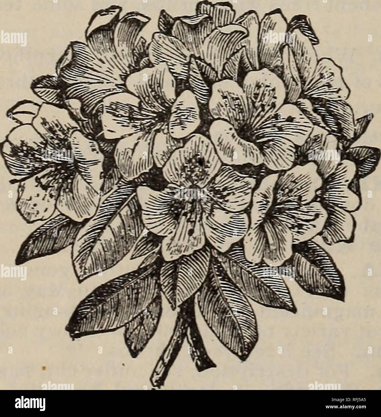 . Trees for Long Island. Nurseries (Horticulture) New York (State