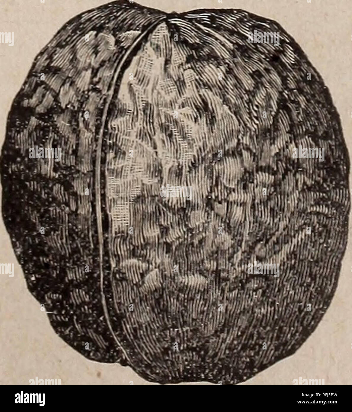 . Ribsam's manual of everything for the farm, lawn and garden. Nursery stock New Jersey Catalogs; Vegetables Seeds Catalogs; Fruit Seeds Catalogs; Flowers Seeds Catalogs; Plants, Ornamental Catalogs; Agricultural implements Catalogs. Orange or Apple —The best known and most popular of all Quinces. Large; rich golden yellow; productive and of best quality. 3 to 4 feet, well branched, 50c. each; j5.cKDper doz.; $35.00 per 100. NUTS. Chestnut, Paragon.—Tree rapid,upright grower; immensely productive, commencing to bear when very y oung; nuts large size. Trees, 3 feet, 75c. each ; 4 to six feet, $ Stock Photo