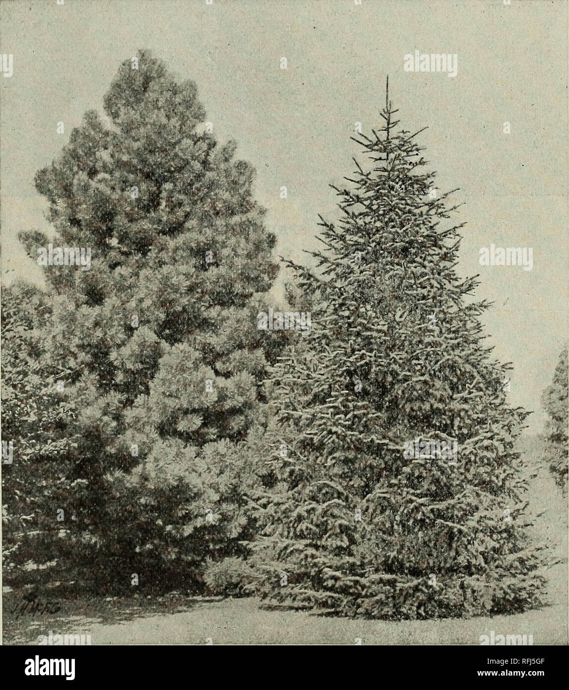 . Trees for Long Island. Nurseries (Horticulture) New York (State) Westbury (Nassau County) Catalogs; Fruit Seedlings Catalogs; Trees Seedlings Catalogs; Ornamental shrubs Catalogs; Flowers Catalogs. &quot;^ESTBURY NURSERIES Evergreen Trees 15 EVERGREENS. The selection of Evergreens is usually attended with some difficulty and confusion. To obviate this, we have endeavored to state the character and limitations of the best varieties. We are testing all the hardy species that can be procured, and if our customers desire any that are not catalogued, we can probably supply them. Our large Evergre Stock Photo