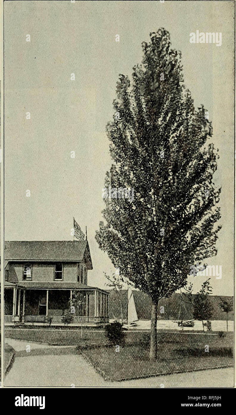 . Trees for Long Island. Nurseries (Horticulture) New York (State